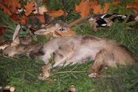 Alternatywny tekst z opisem obrazu.