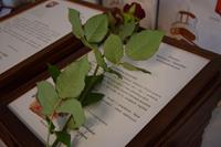 Alternatywny tekst z opisem obrazu.