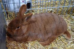 Alternatywny tekst z opisem obrazu.