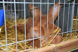 Alternatywny tekst z opisem obrazu.