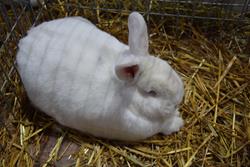 Alternatywny tekst z opisem obrazu.