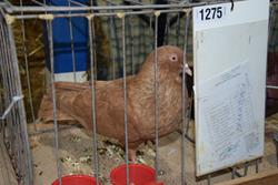 Alternatywny tekst z opisem obrazu.