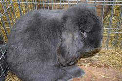 Alternatywny tekst z opisem obrazu.