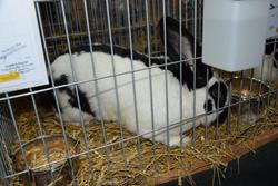 Alternatywny tekst z opisem obrazu.