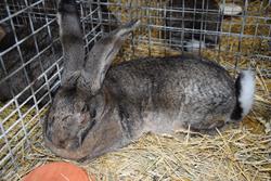 Alternatywny tekst z opisem obrazu.