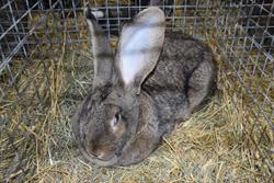 Alternatywny tekst z opisem obrazu.