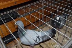 Alternatywny tekst z opisem obrazu.