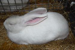 Alternatywny tekst z opisem obrazu.